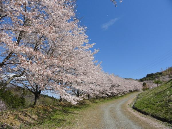 虎山の千本桜 東秩父村役場ホームページ