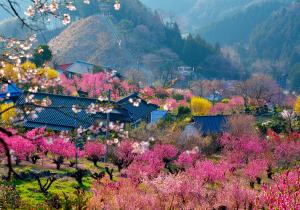 東秩父村花桃の郷